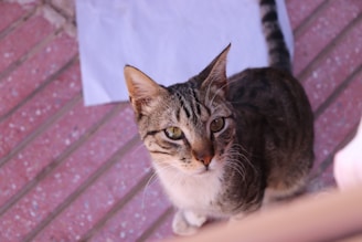 A tabby cat with green eyes sits on a pink tiled floor, looking up inquisitively. The cat has a white chest and striped fur pattern. In the background, a white piece of paper lies on the tiles.