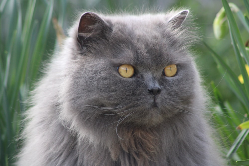 a gray cat with yellow eyes sitting in the grass