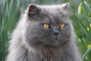 British Shorthair Luna