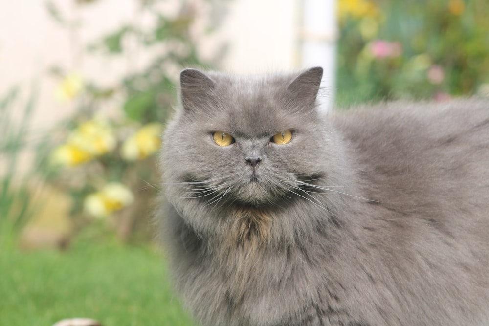 a gray cat with yellow eyes standing in the grass