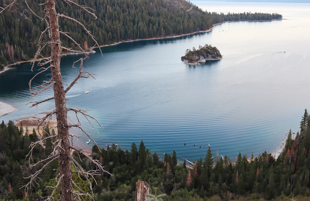 a large body of water surrounded by trees