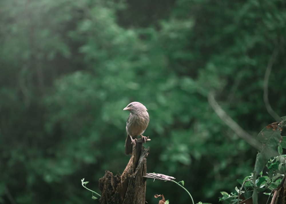 a bird perched on a tree stump in a forest