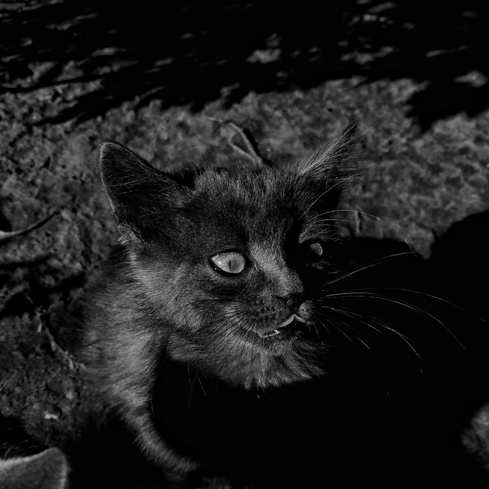 a black and white photo of a cat