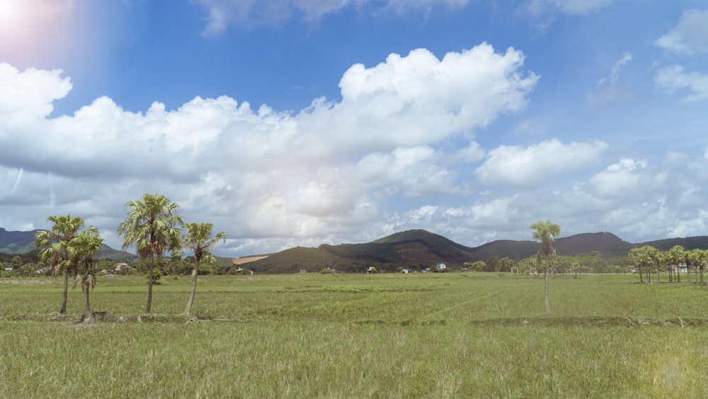 a grassy field with palm trees and mountains in the background