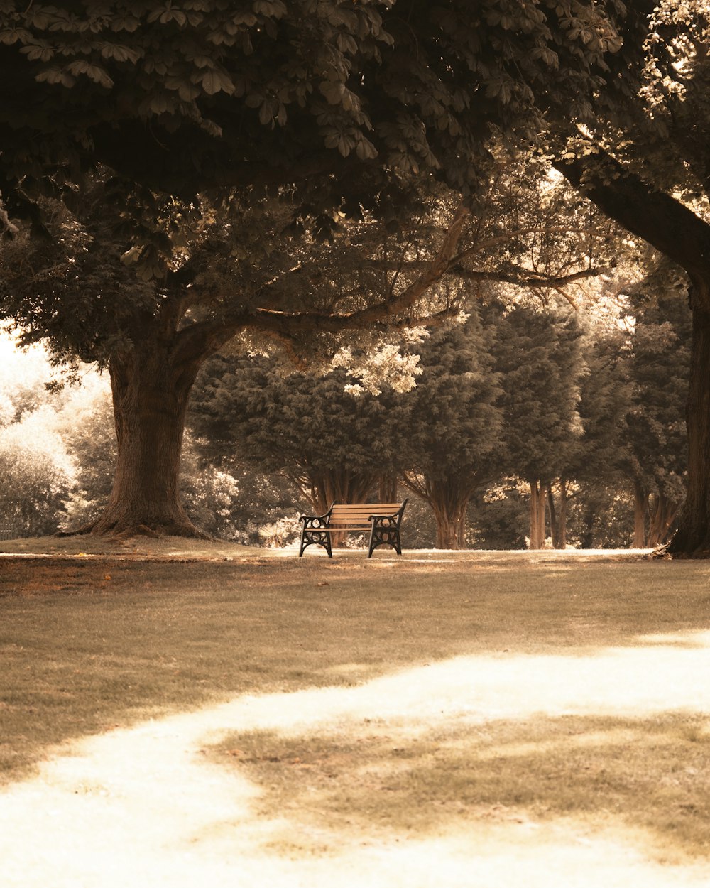 a park bench sitting under two large trees