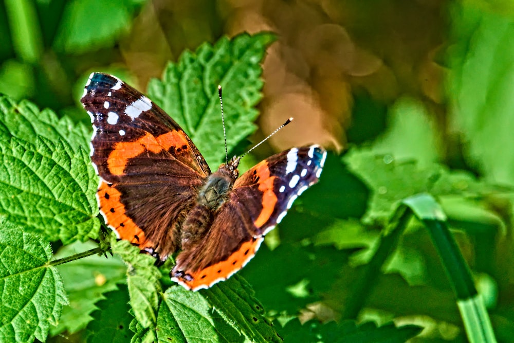 uma borboleta laranja e branca sentada em uma folha verde