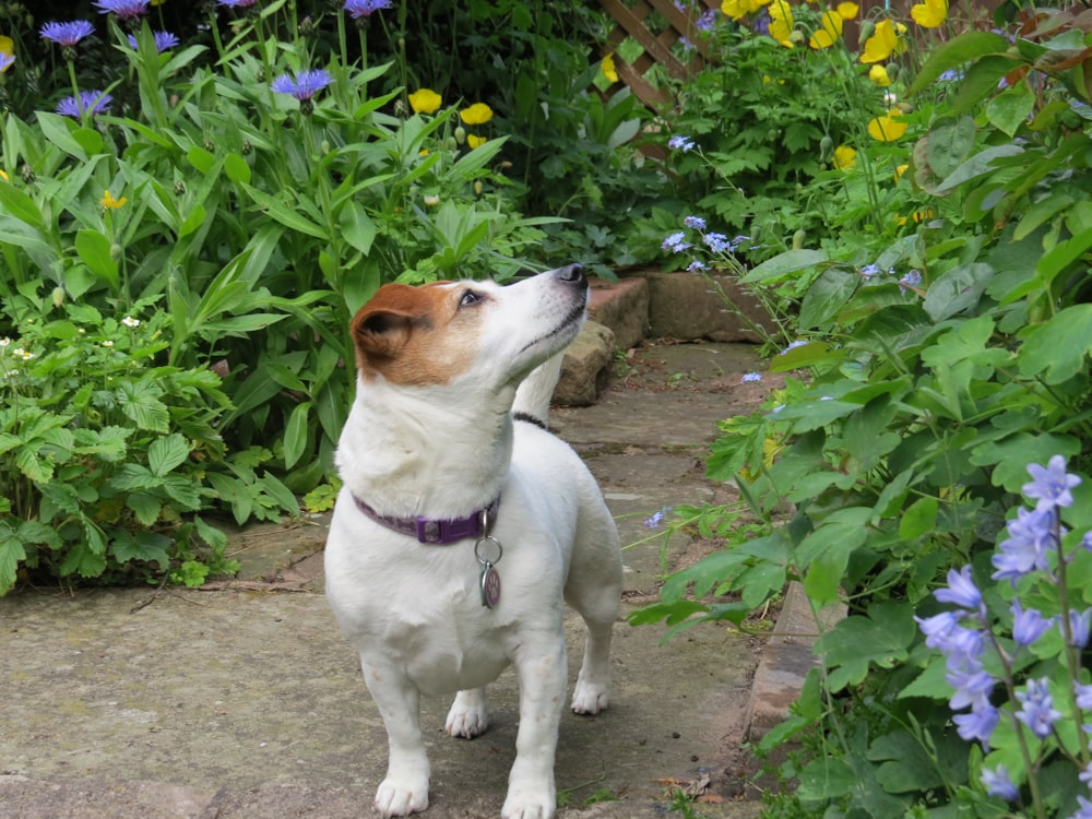 a white and brown dog standing in a garden