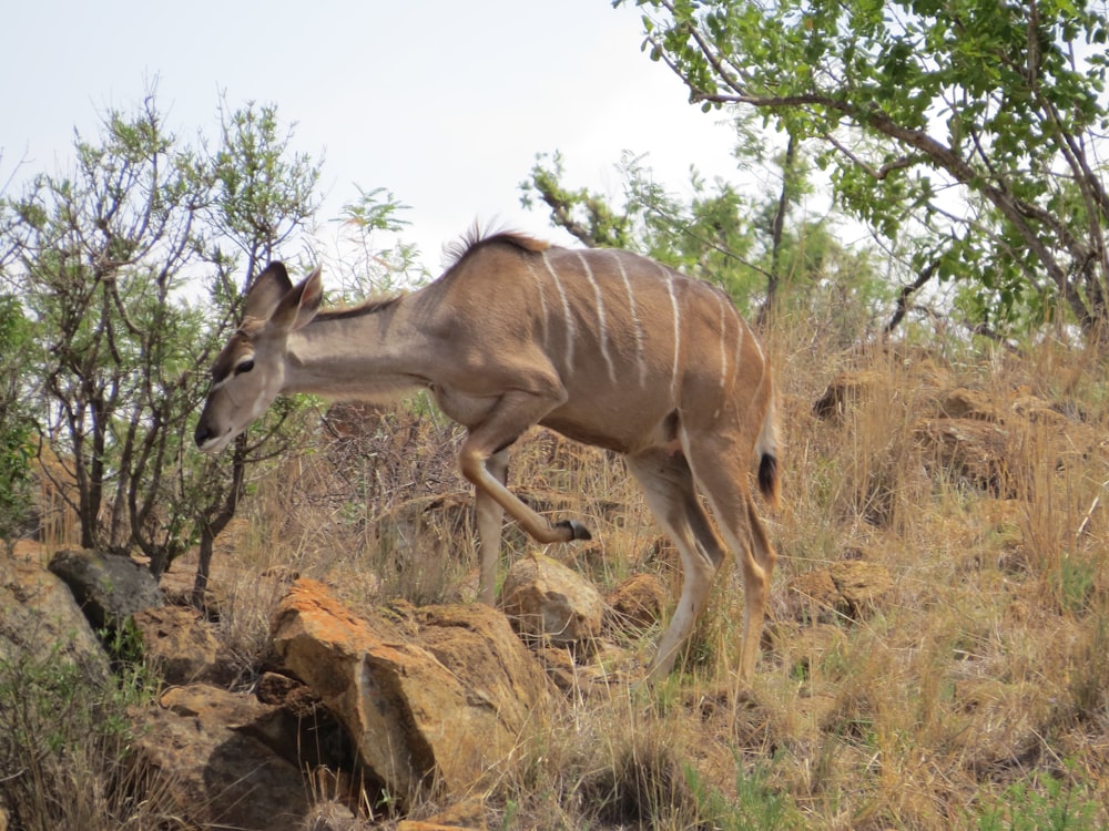 an antelope running through the brush in the wild