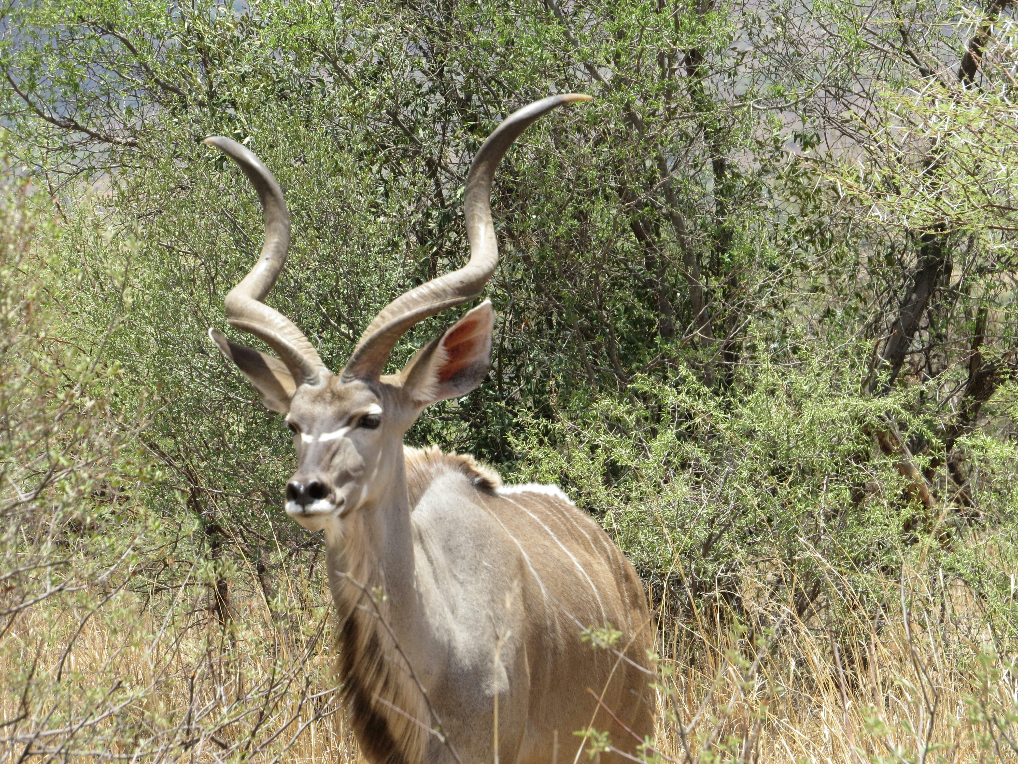 Kudus