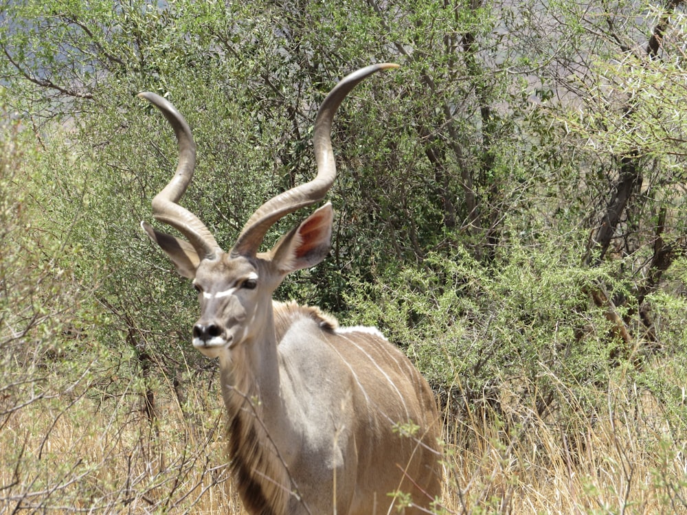 an antelope standing in a field of tall grass