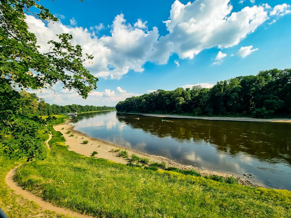 a river running through a lush green forest