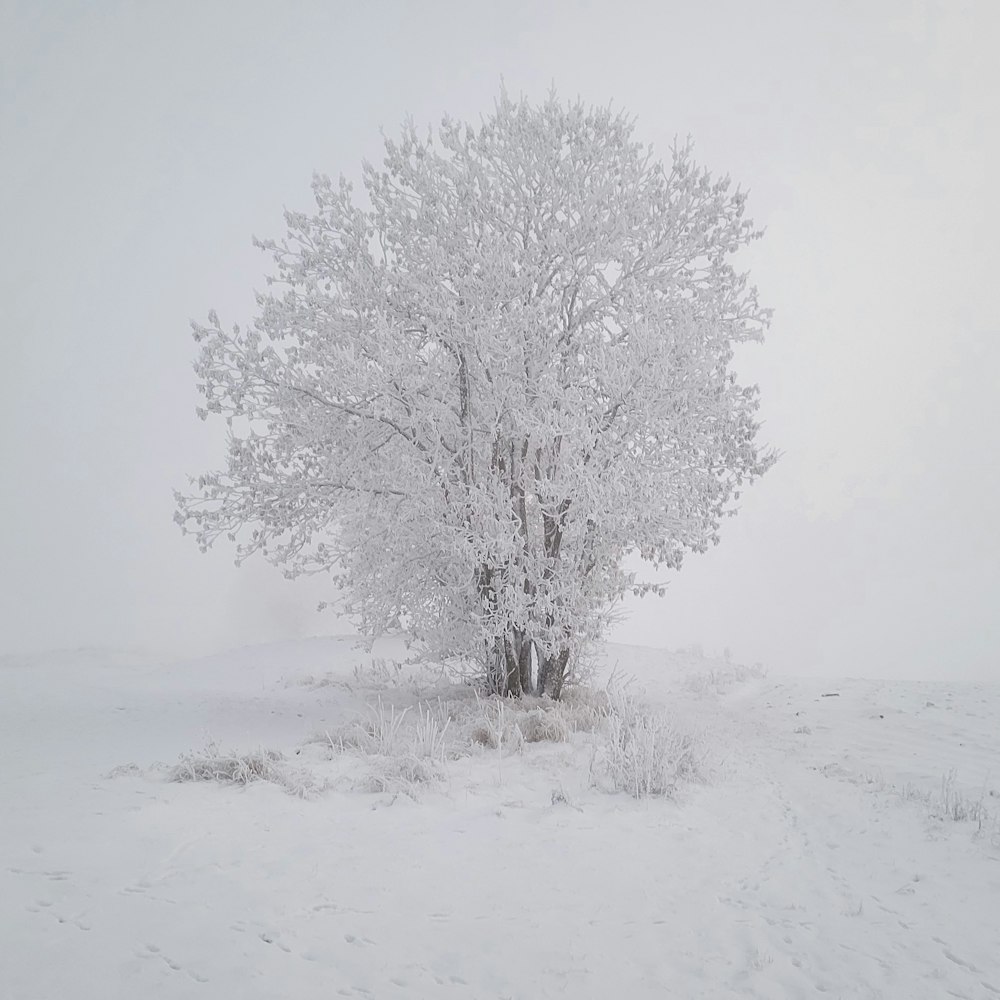 a lone tree stands in a snowy field