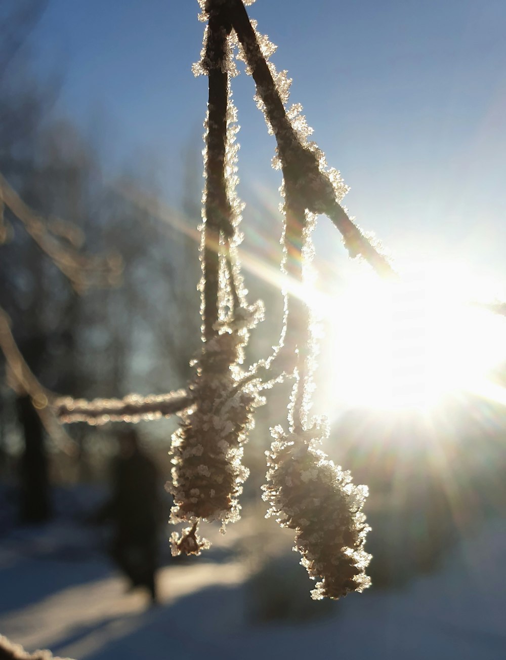 the sun shines through the frosted branches of a tree