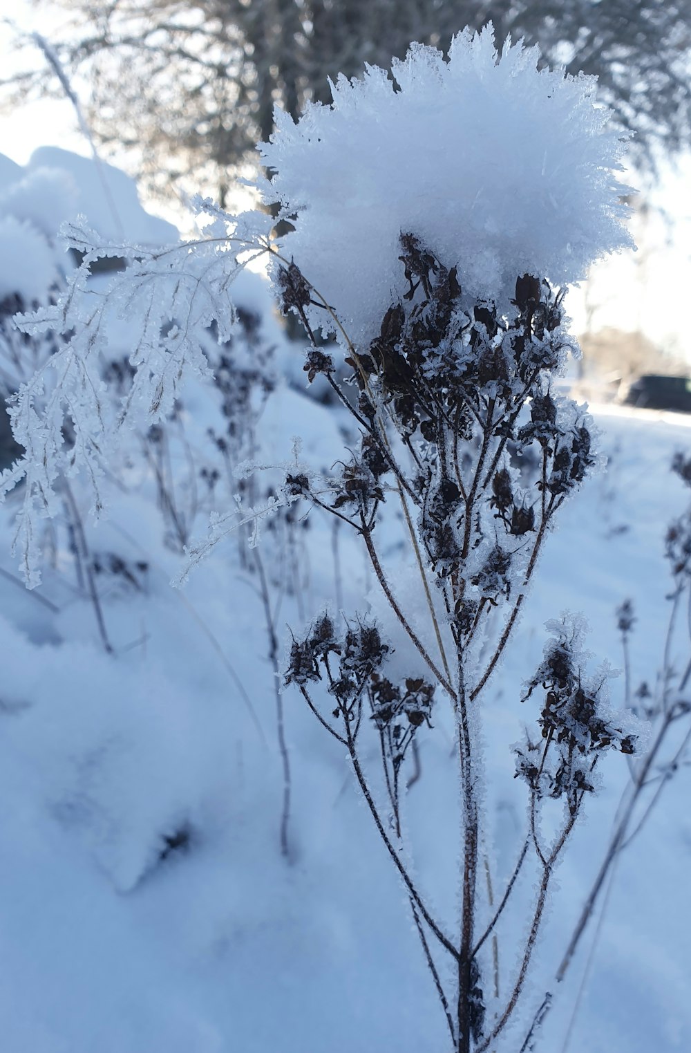 a snow covered plant in the middle of a snowy field