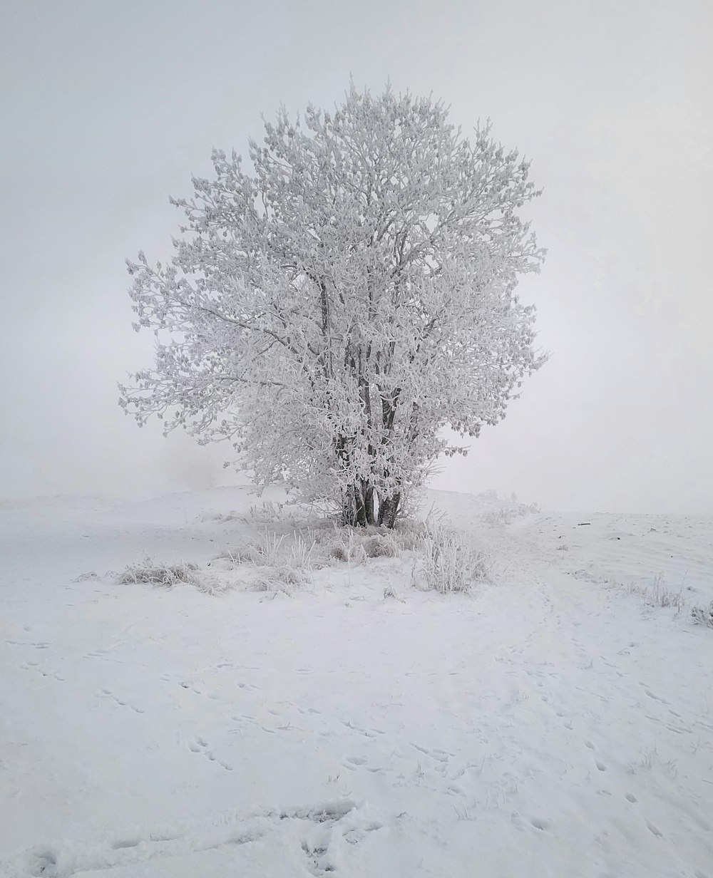 a lone tree in the middle of a snowy field