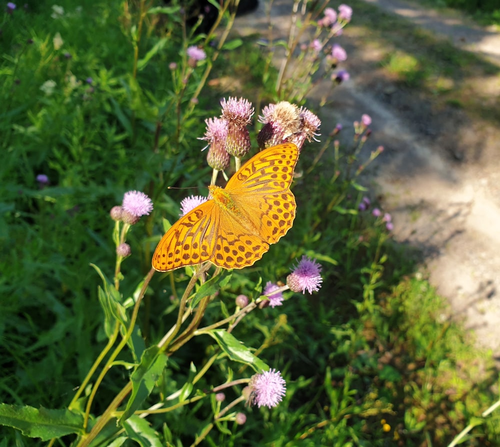 a butterfly sitting on top of a flower next to a dirt road