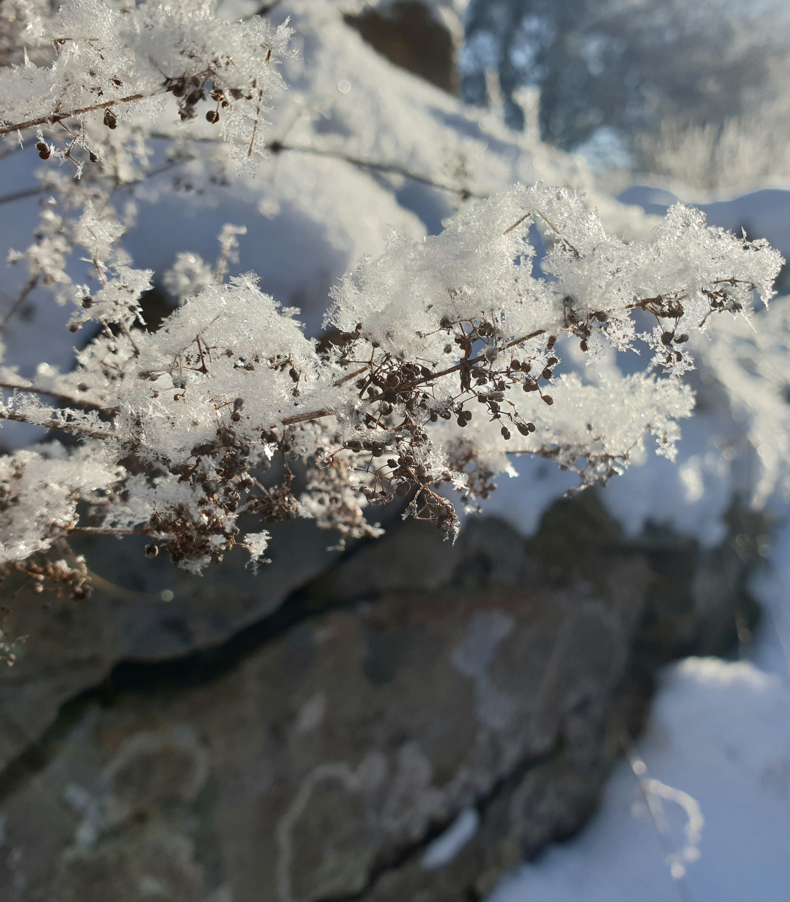 a close up of a tree branch with snow on it