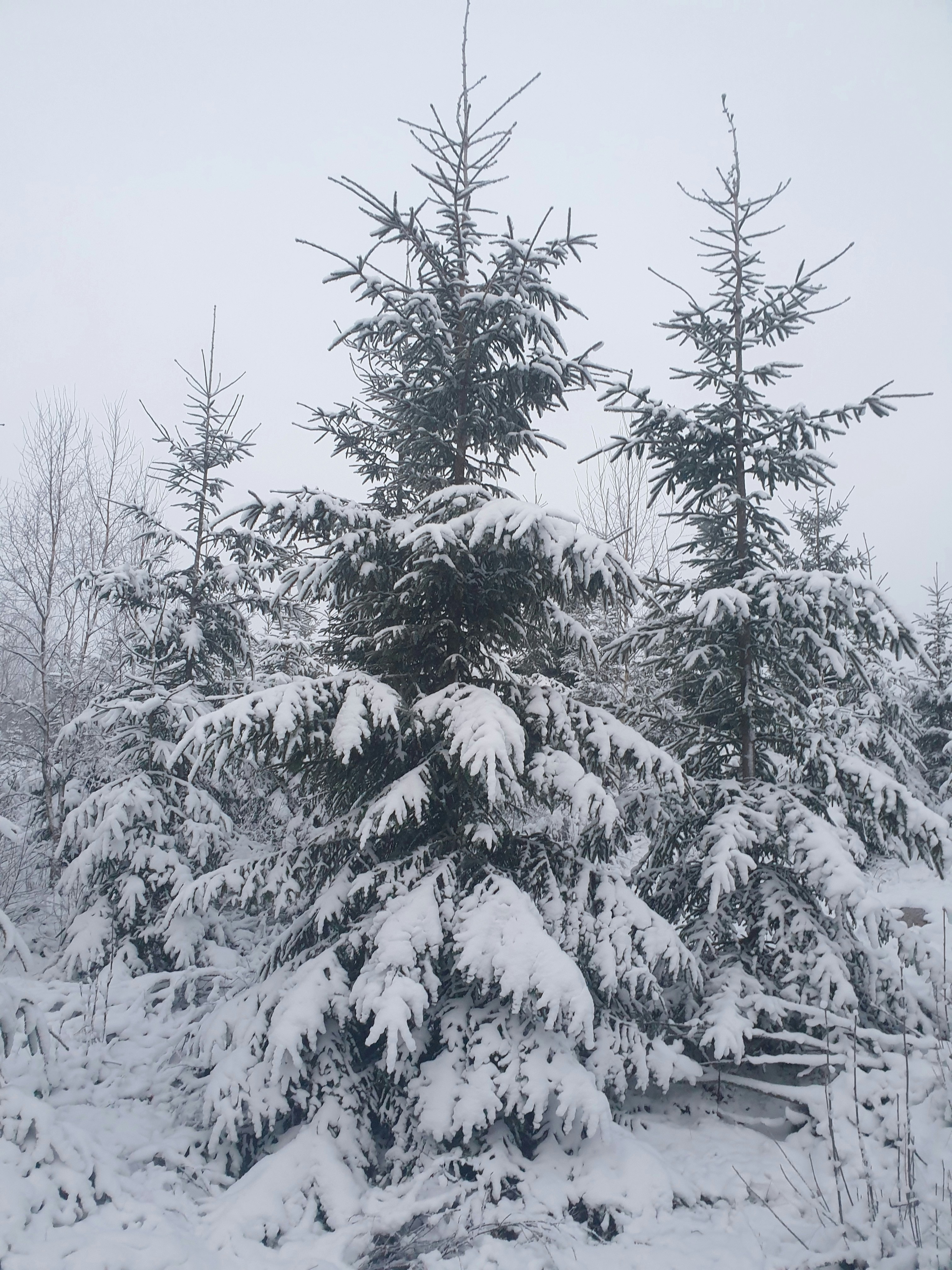 a group of pine trees covered in snow