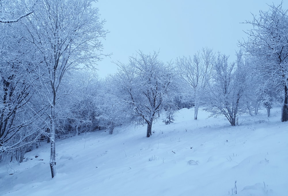 a snow covered field with trees and bushes