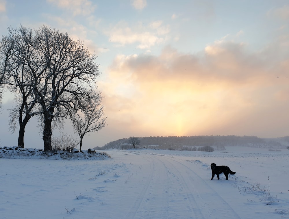 a dog is walking in the snow near a tree