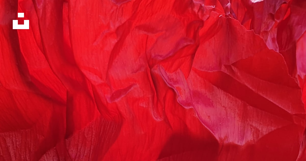 Gros plan d’une grande fleur rouge photo – Photo Rouge Gratuite sur ...