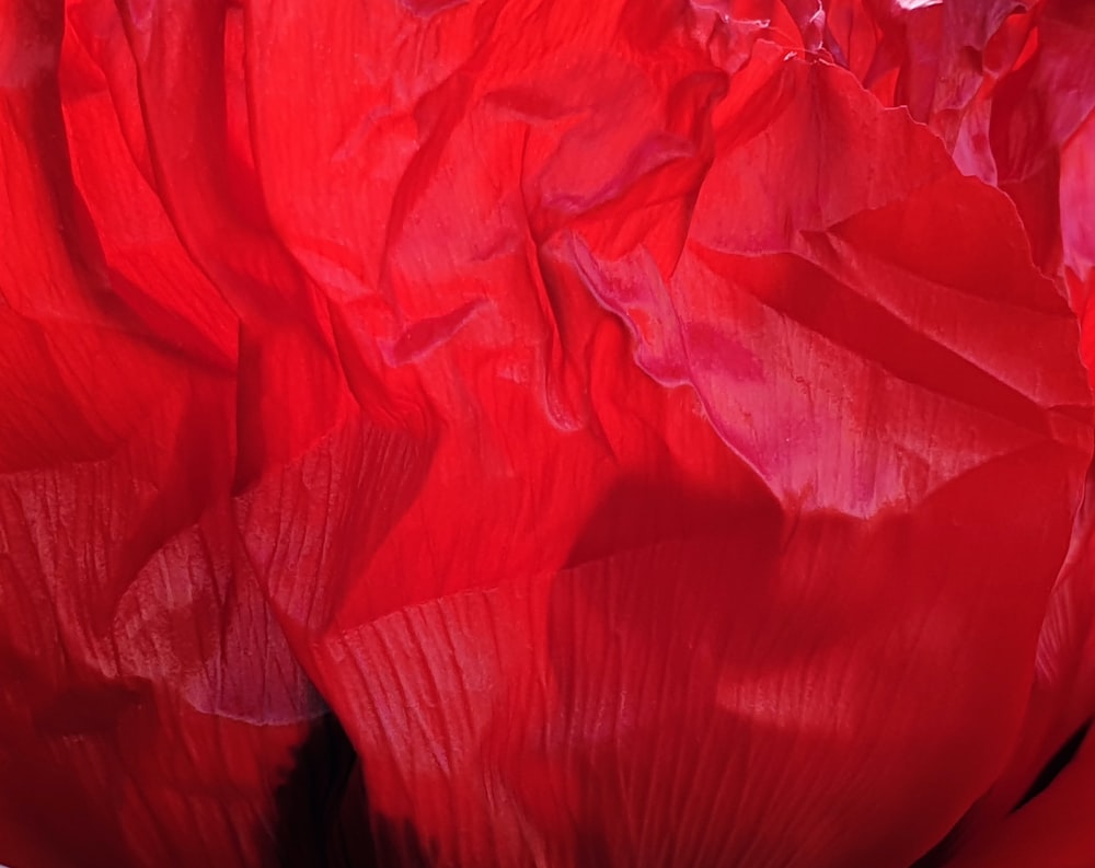 a close up of a large red flower