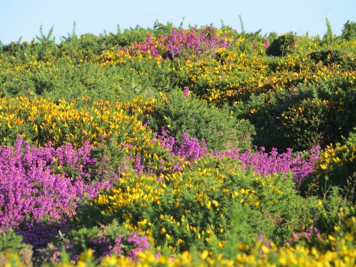 A vibrant Brazilian landscape showcasing lush greenery and colorful flowers.
