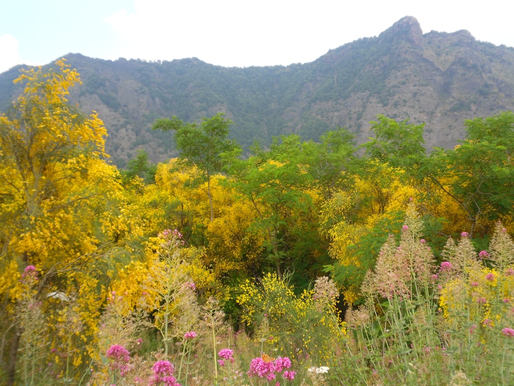 a field of wildflowers with a mountain in the background