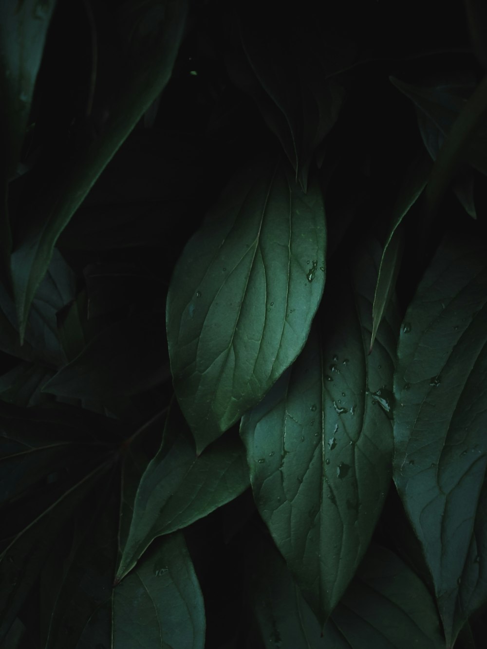 green leaves with drops of water on them