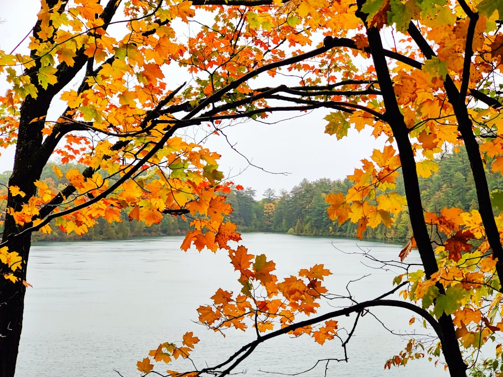 a lake surrounded by trees with yellow leaves