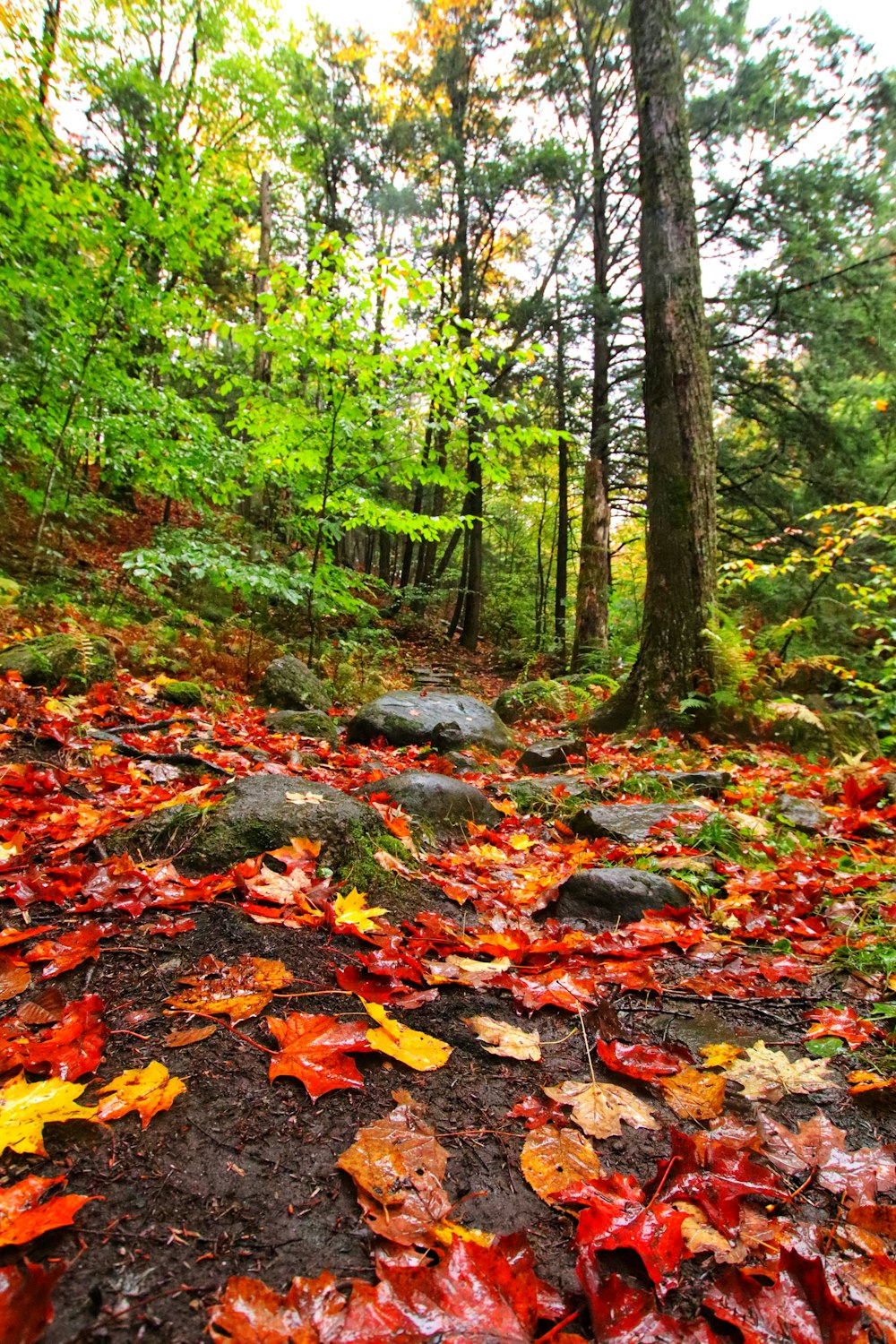 a forest filled with lots of leaf covered ground