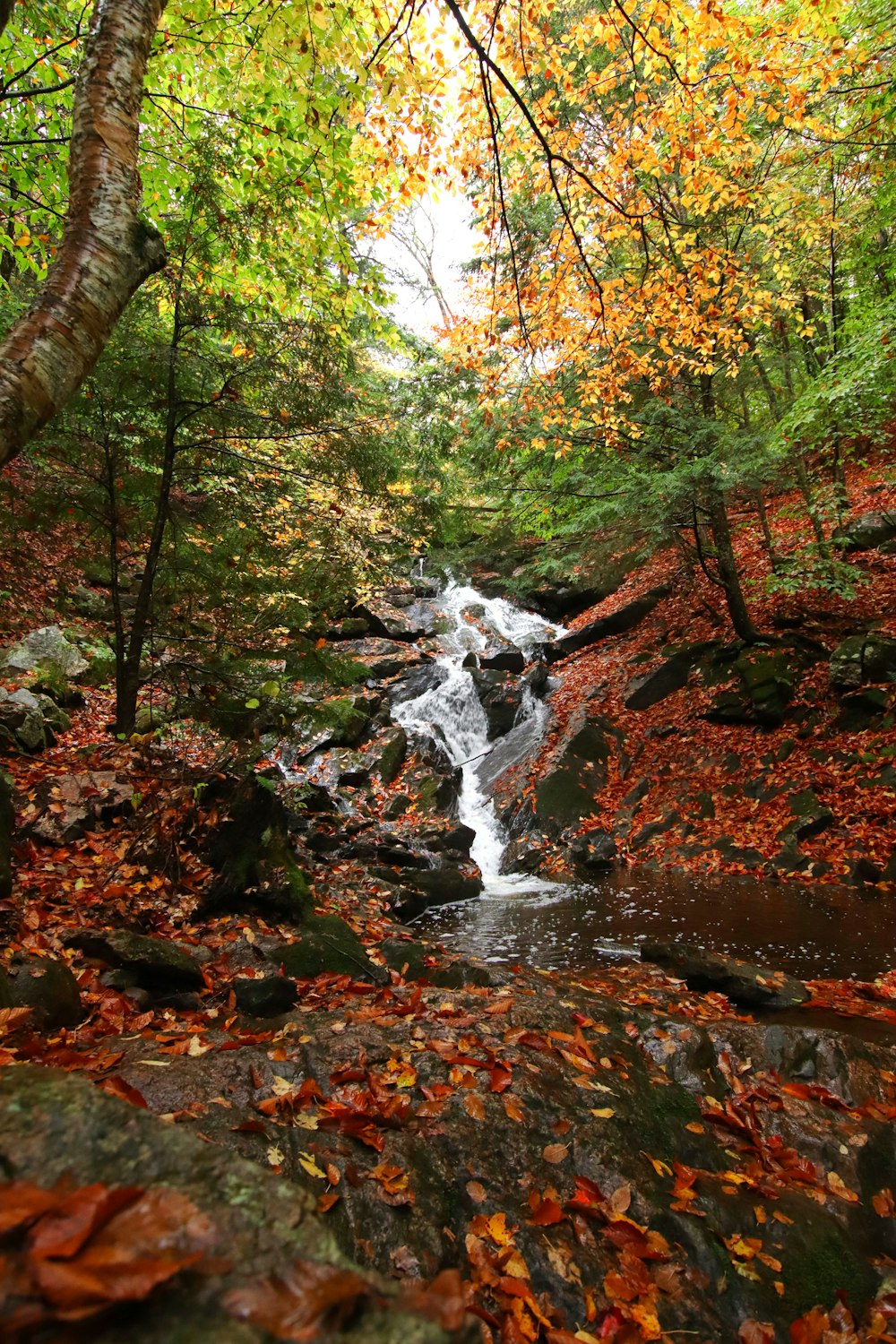 a stream running through a lush green forest