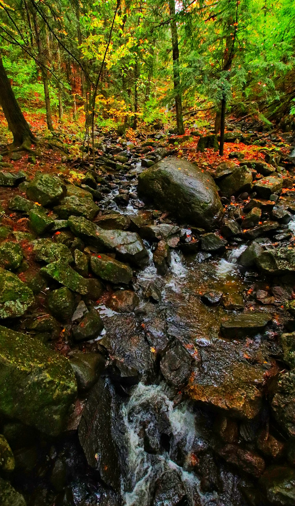 a stream running through a lush green forest