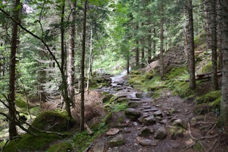 A vibrant forest trail perfect for trekking.