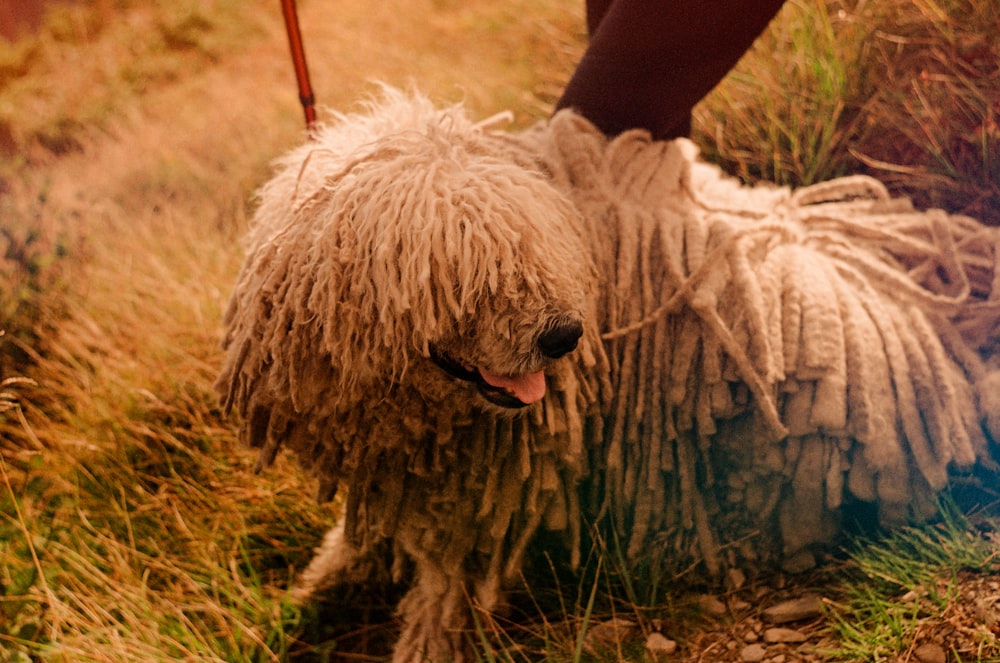 um cão desgrenhado está sendo passeado por uma pessoa