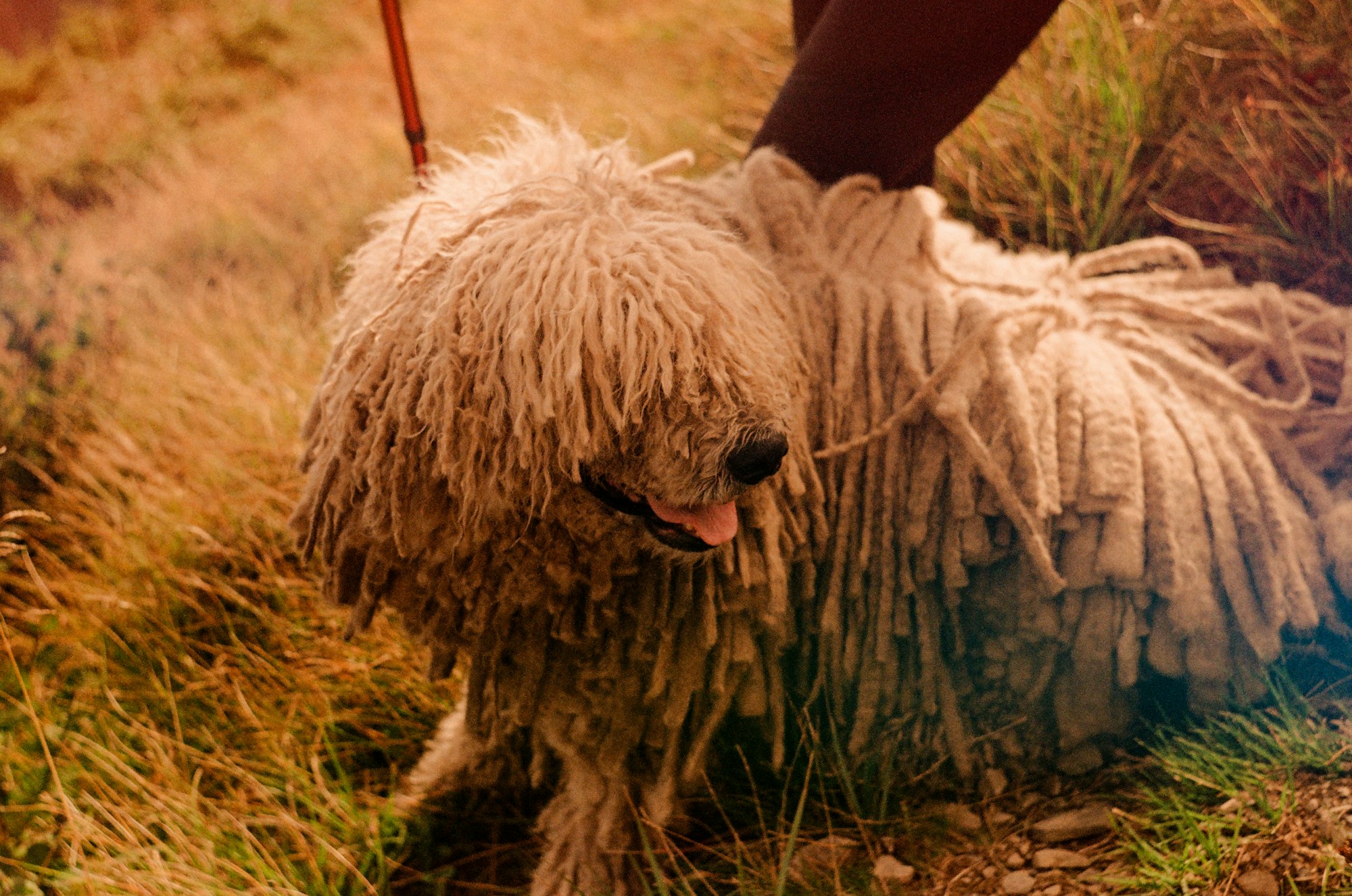 Komondor