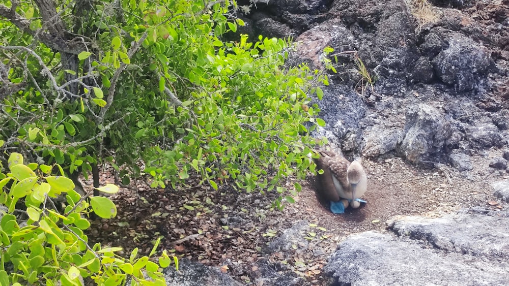 a monkey sitting on a rock in the middle of a forest