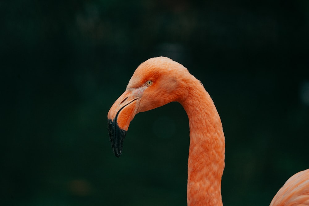 a close up of a pink flamingo with a black background