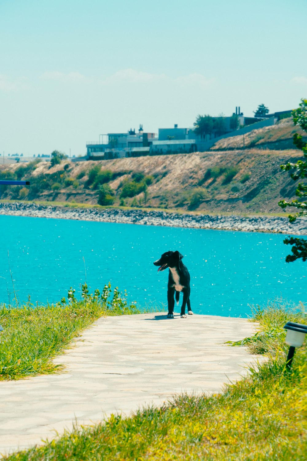 a black dog standing on a sidewalk next to a body of water