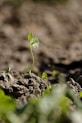 a young plant sprouts from the ground
