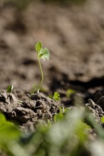 A small green seedling emerges from the soil with a bright, fresh leaf unfurled. The background is blurred, highlighting the fragile plant against an earthy landscape.