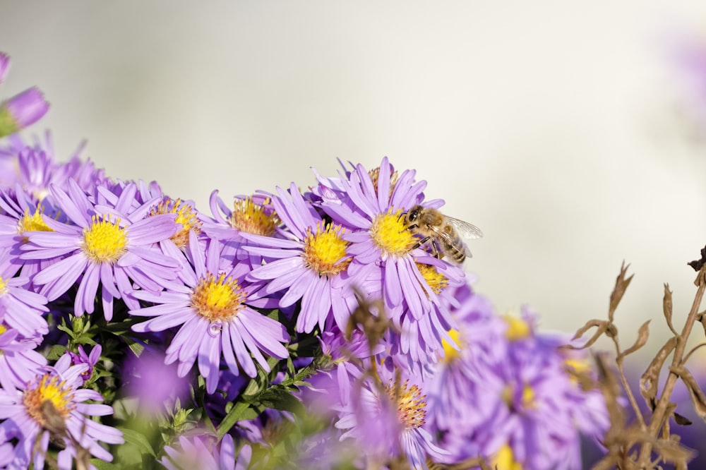 a bunch of purple flowers with a bee on them