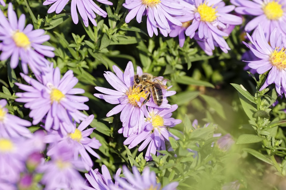 a bee is sitting on a purple flower