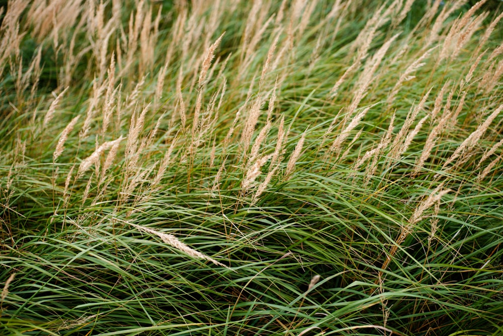 a bunch of grass that is growing in the grass