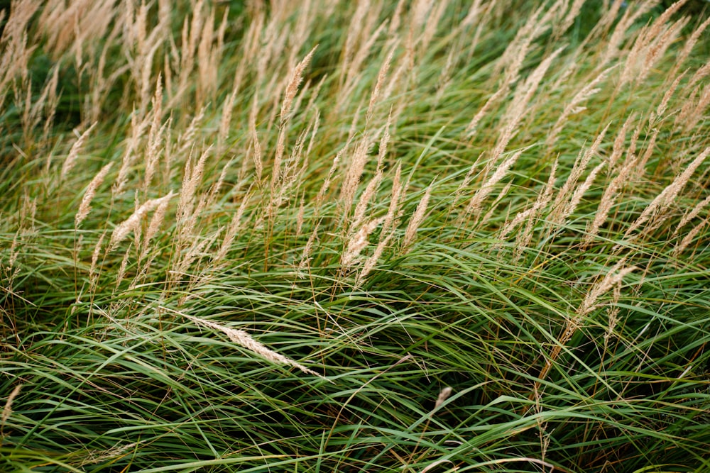un manojo de hierba que crece en la hierba