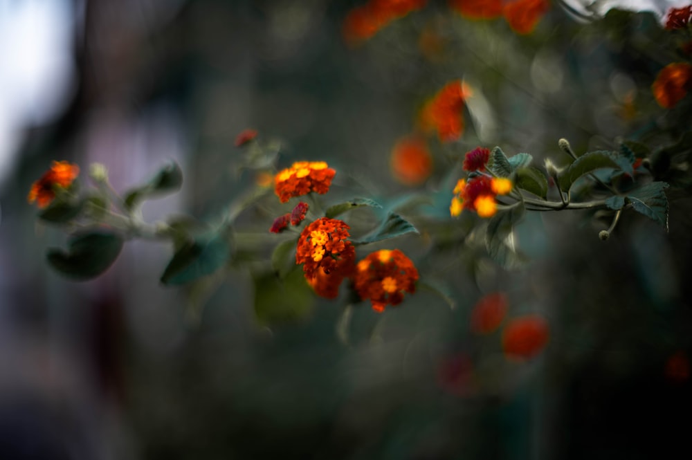 a close up of a bunch of orange flowers