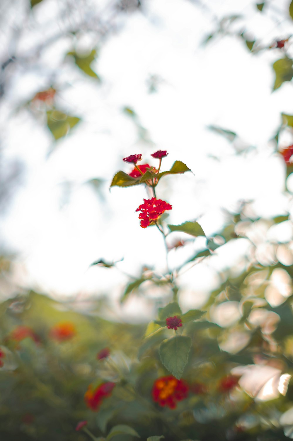 a red flower with green leaves and a sky background