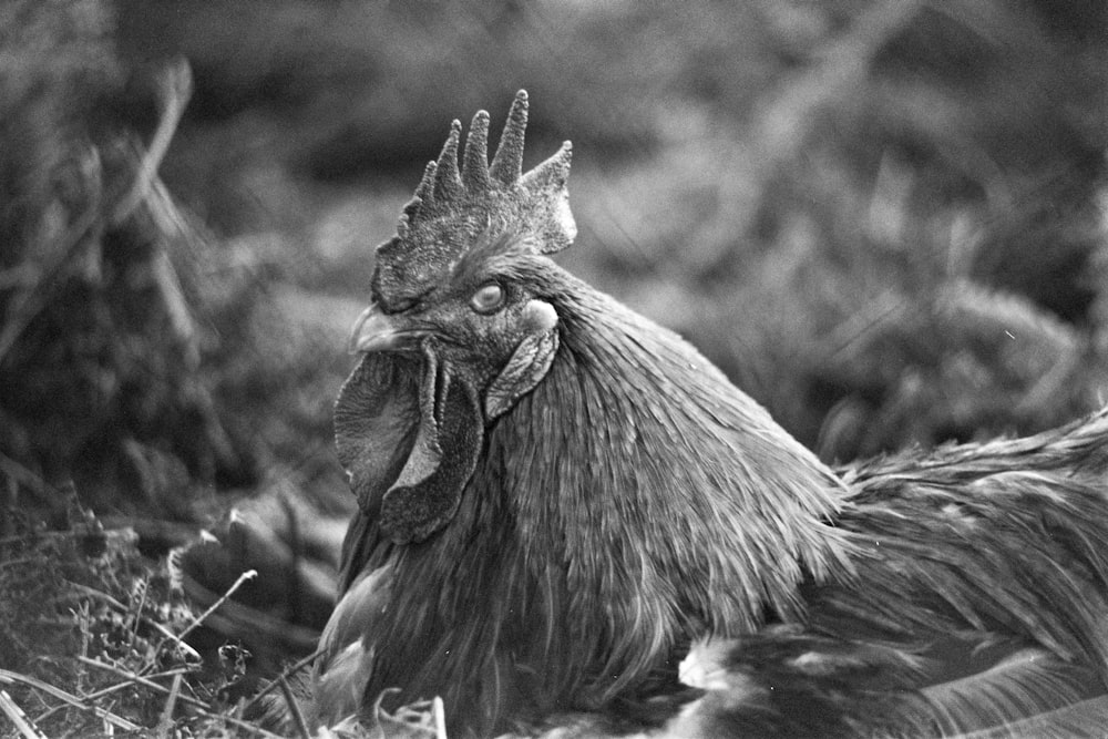a black and white photo of a rooster