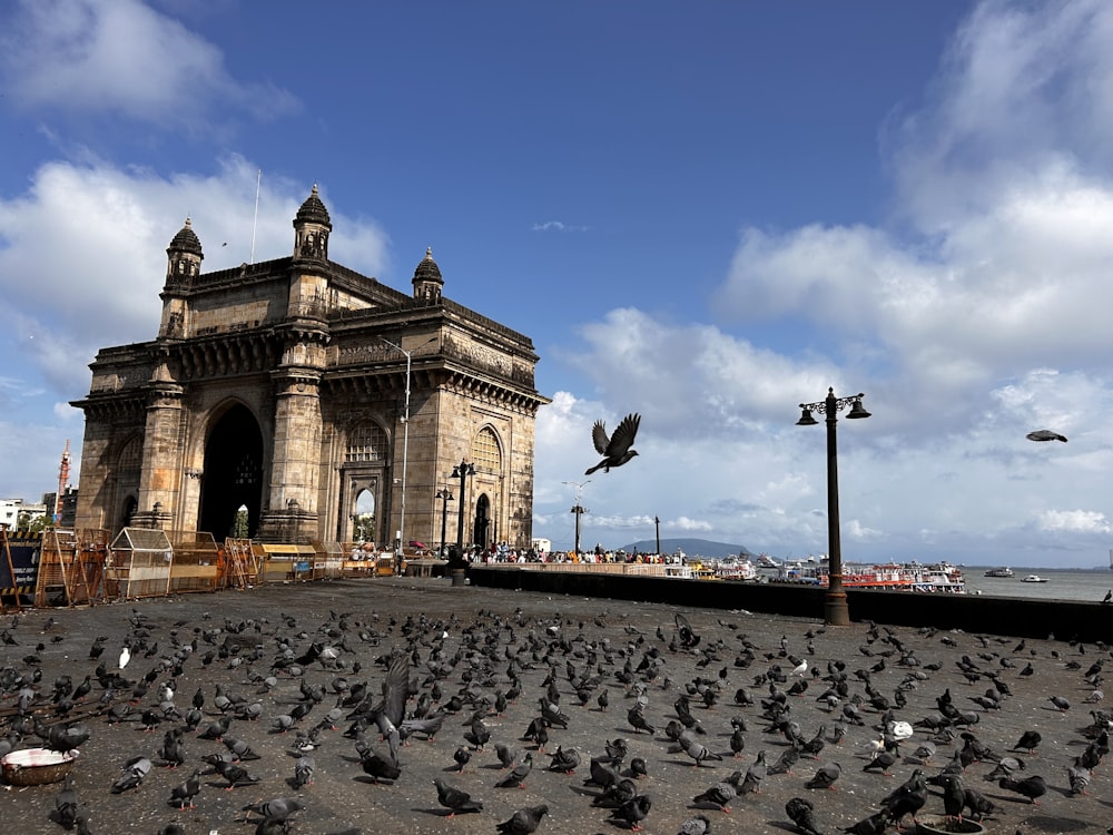 a flock of birds standing in front of a building