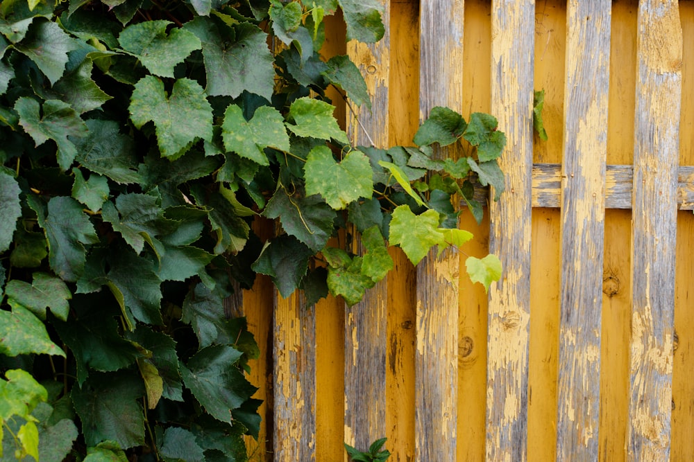 a wooden fence with green leaves growing on it